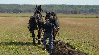 2 black horses