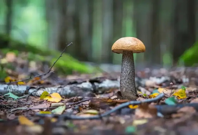 Des forfaits mycotouristiques