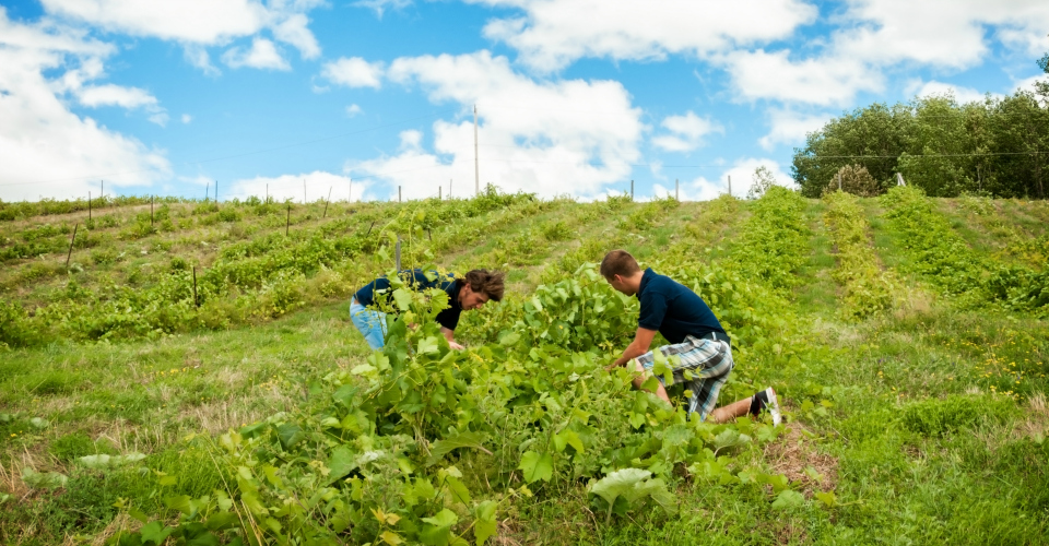 Agrotourisme Domaine Des Duc